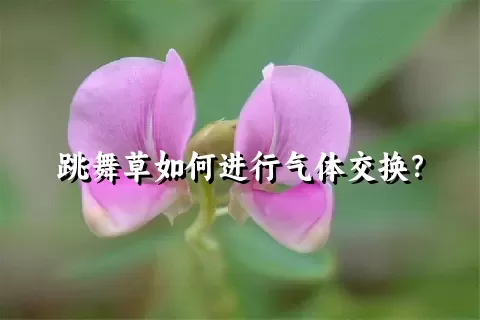 跳舞草如何进行气体交换？