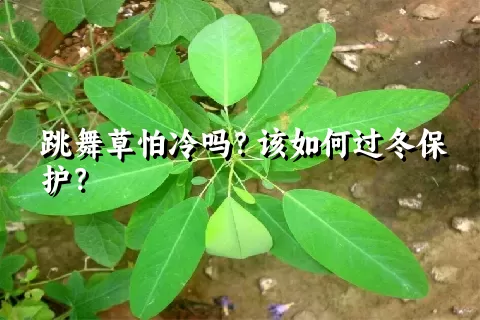 跳舞草怕冷吗？该如何过冬保护？