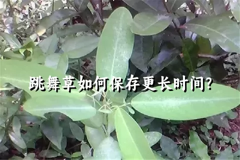 跳舞草如何保存更长时间？