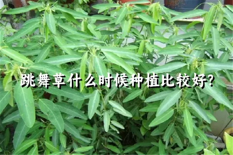 跳舞草什么时候种植比较好？