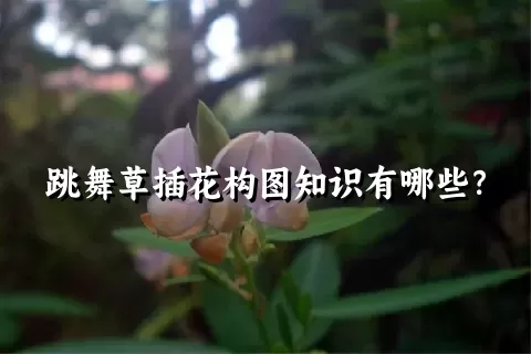 跳舞草插花构图知识有哪些？