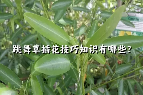 跳舞草插花技巧知识有哪些？