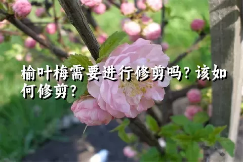 榆叶梅需要进行修剪吗？该如何修剪？