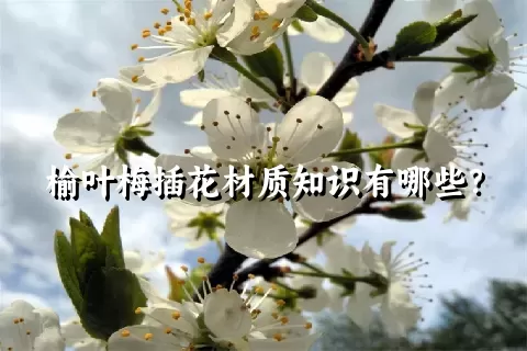 榆叶梅插花材质知识有哪些？