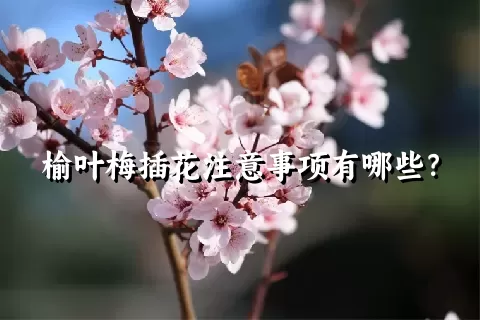 榆叶梅插花注意事项有哪些？