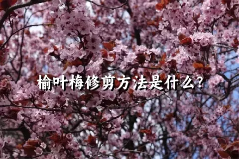 榆叶梅修剪方法是什么？