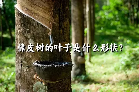 橡皮树的叶子是什么形状？