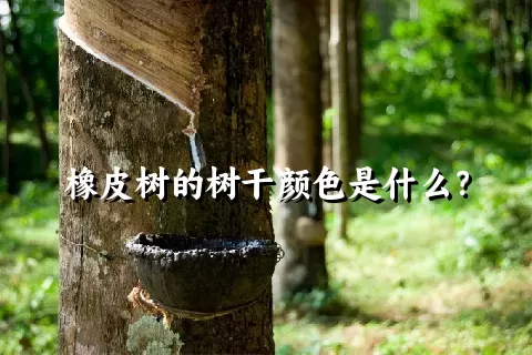 橡皮树的树干颜色是什么？