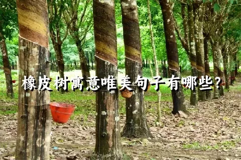 橡皮树寓意唯美句子有哪些？