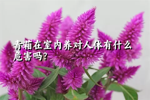 青葙在室内养对人体有什么危害吗？