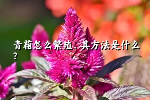青葙怎么繁殖，其方法是什么？
