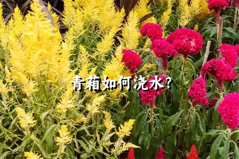青葙如何浇水？