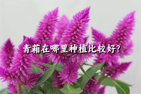 青葙在哪里种植比较好？