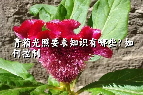 青葙光照要求知识有哪些？如何控制