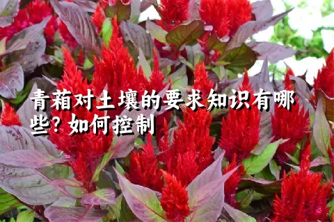 青葙对土壤的要求知识有哪些？如何控制
