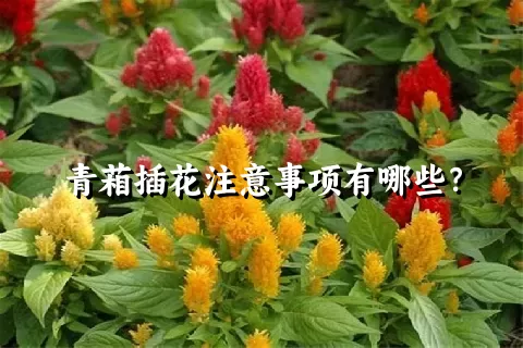 青葙插花注意事项有哪些？