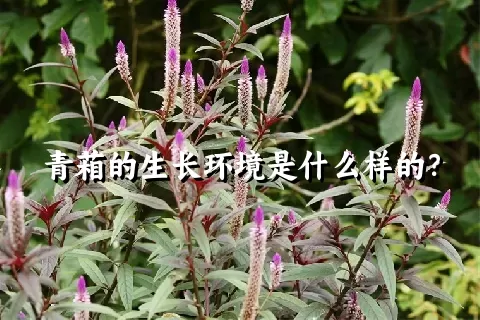 青葙的生长环境是什么样的？