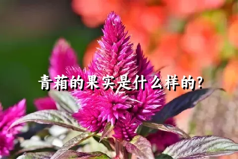 青葙的果实是什么样的？