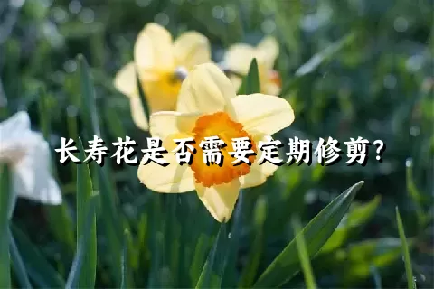 长寿花是否需要定期修剪？