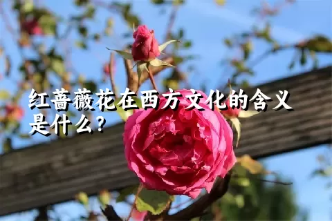 红蔷薇花在西方文化的含义是什么？