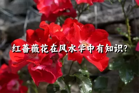 红蔷薇花在风水学中有知识？