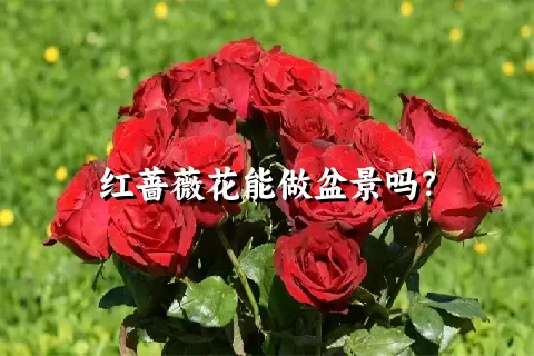 红蔷薇花能做盆景吗？