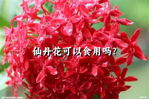 仙丹花可以食用吗？