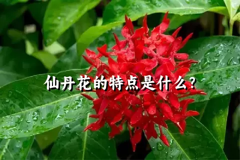 仙丹花的特点是什么？