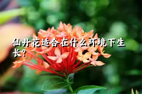 仙丹花适合在什么环境下生长？