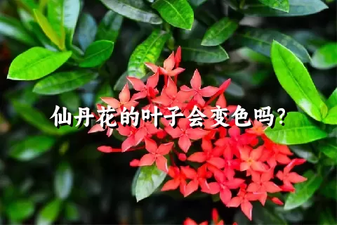 仙丹花的叶子会变色吗？
