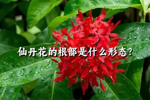仙丹花的根部是什么形态？