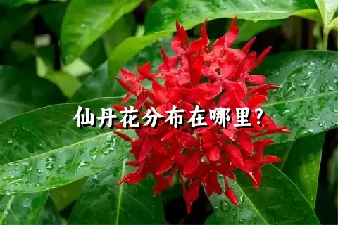 仙丹花分布在哪里?