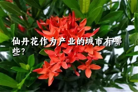 仙丹花作为产业的城市有哪些？