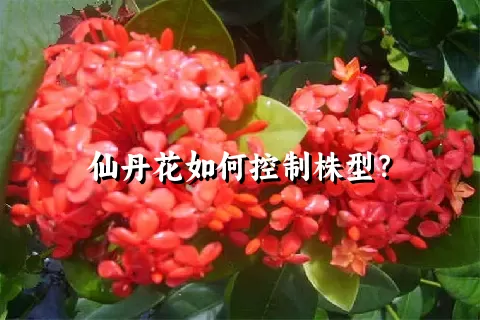 仙丹花如何控制株型？