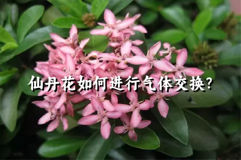 仙丹花如何进行气体交换？