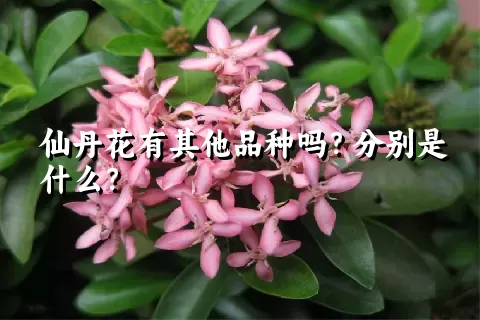 仙丹花有其他品种吗？分别是什么？