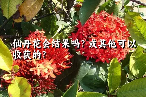 仙丹花会结果吗？或其他可以收获的？