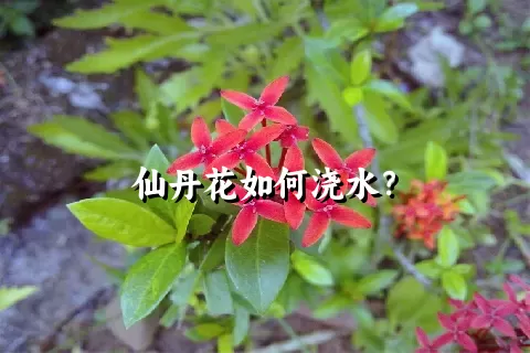 仙丹花如何浇水？