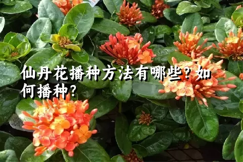 仙丹花播种方法有哪些？如何播种？