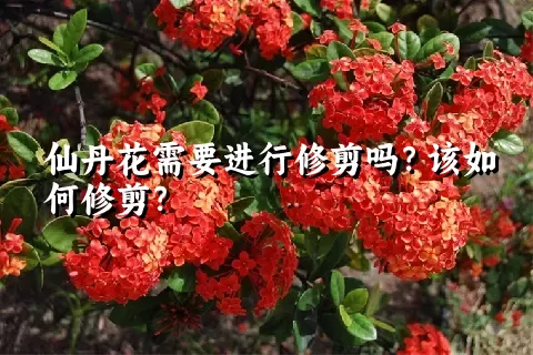 仙丹花需要进行修剪吗？该如何修剪？