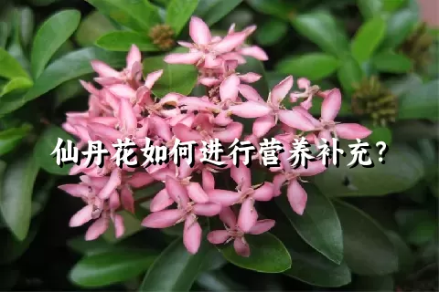 仙丹花如何进行营养补充？