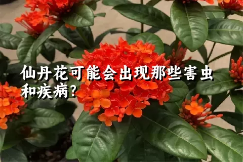 仙丹花可能会出现那些害虫和疾病？