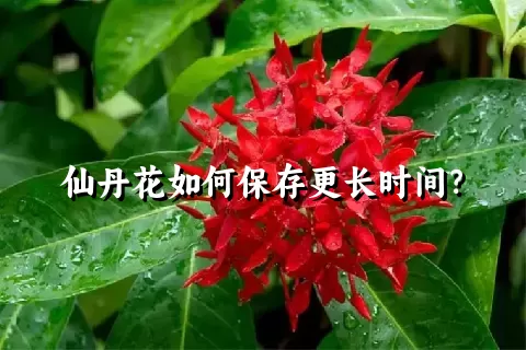 仙丹花如何保存更长时间？