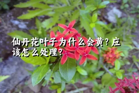 仙丹花叶子为什么会黄？应该怎么处理？