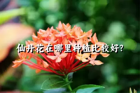仙丹花在哪里种植比较好？