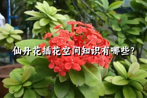 仙丹花插花空间知识有哪些？