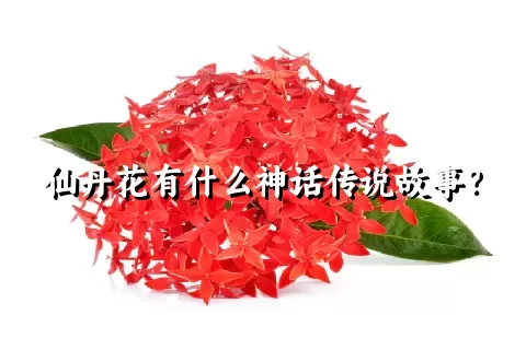 仙丹花有什么神话传说故事？
