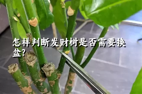 怎样判断发财树是否需要换盆?