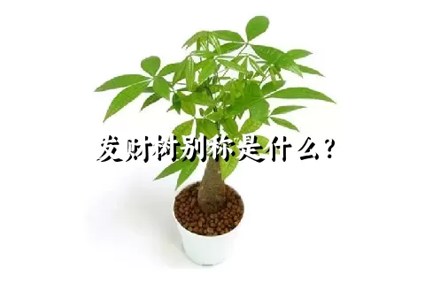 发财树别称是什么？