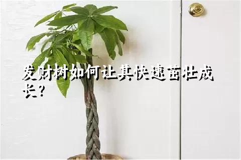 发财树如何让其快速茁壮成长？